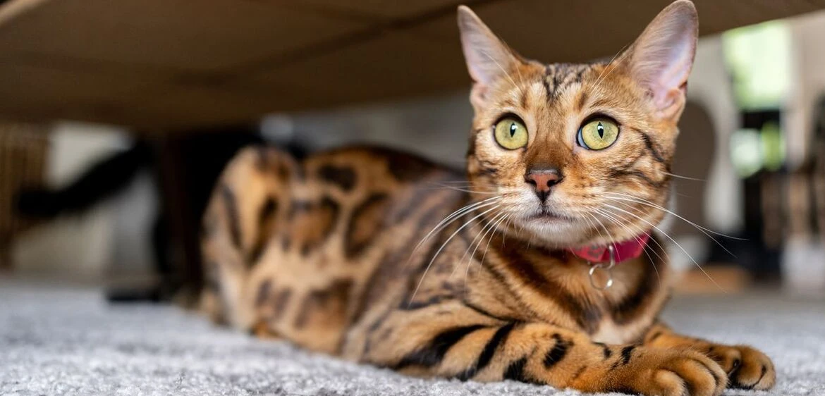 Gato bengal