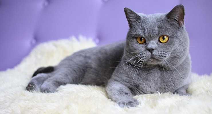 Raza gato azul ruso