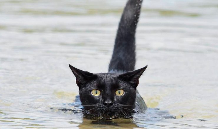 los gatos pueden beber agua de mar