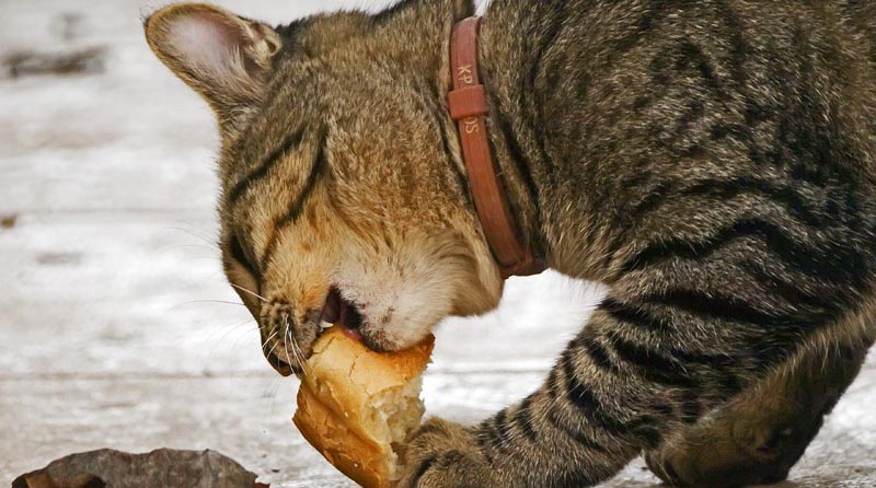 los gatos pueden comer pan