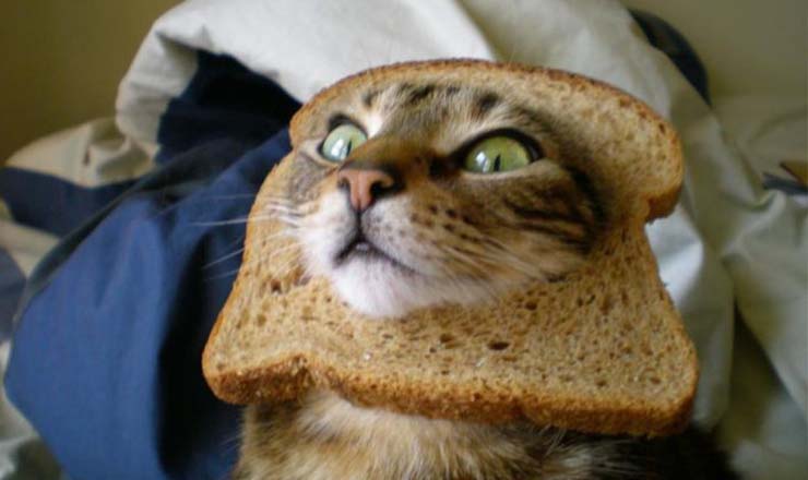 es malo el pan para los gatos