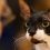 Razas de gatos populares en Chile
